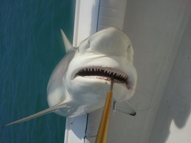 Shark Fishing - Key West, FL - Too Lethal Charters 305-304-1614