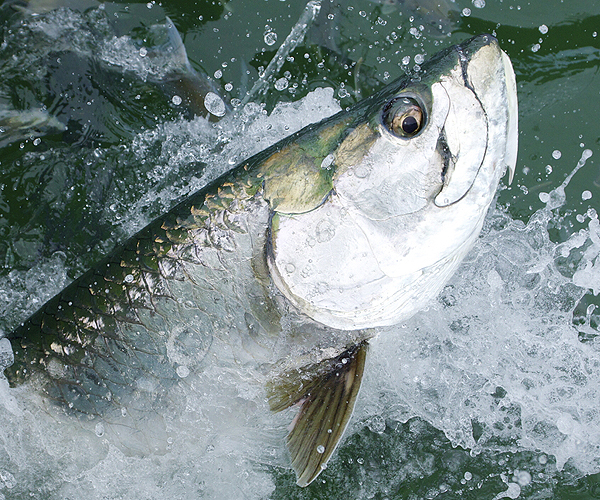 Tarpon Fishing in Key West - Captain Moe's Lucky Fleet